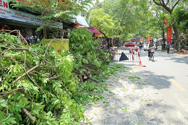 Công nhân đội nắng tỉa cây trước mùa mưa bão - Anh 12