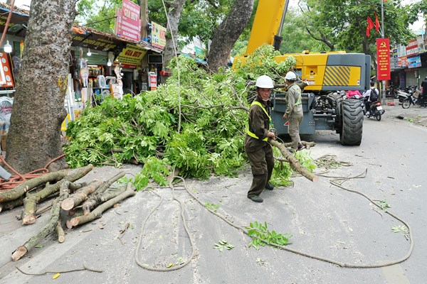 Công nhân đội nắng tỉa cây trước mùa mưa bão - Anh 3