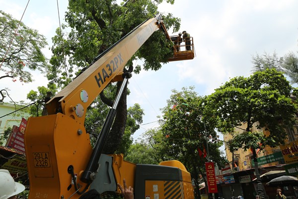 Công nhân đội nắng tỉa cây trước mùa mưa bão - Anh 8