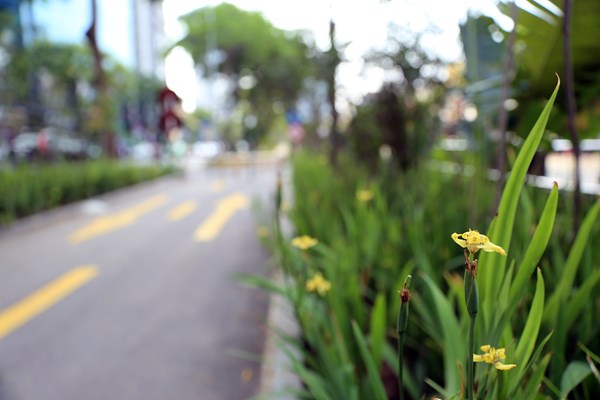 Hà Nội: Mương bẩn “biến hình” thành đường đi bộ rợp bóng mát - Anh 4