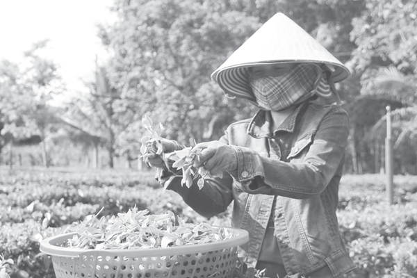 Nỗ lực đưa danh trà​​​​​​​ Gò Loi vươn xa - Anh 1