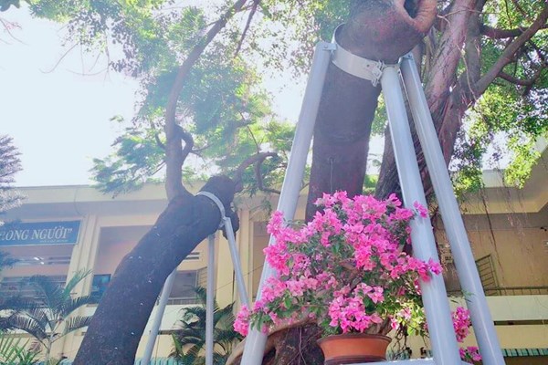 Đà Nẵng:  Đảm bảo an toàn hệ thống cây xanh bóng mát trong trường học - Anh 2