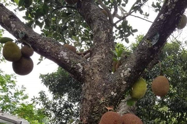3 năm đi tìm “Đệ nhất mít Sơn Đông” - Anh 1