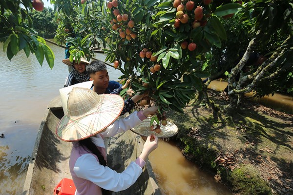 Hải Dương: Độc đáo du lịch “đi thuyền hái vải” - Anh 10