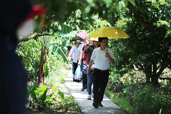 Hải Dương: Độc đáo du lịch “đi thuyền hái vải” - Anh 12