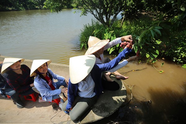 Hải Dương: Độc đáo du lịch “đi thuyền hái vải” - Anh 2