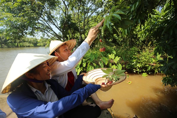 Hải Dương: Độc đáo du lịch “đi thuyền hái vải” - Anh 3