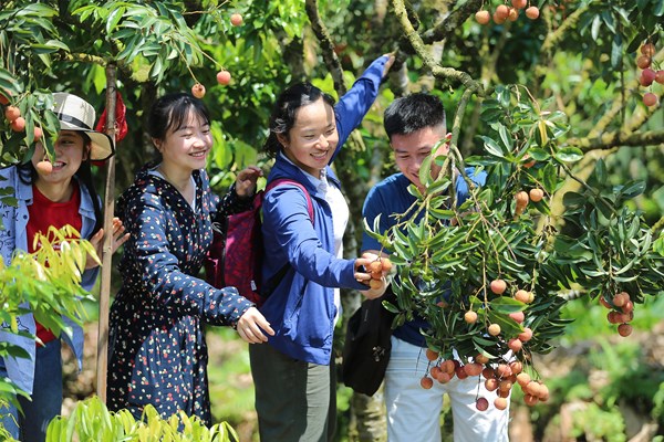 Hải Dương: Độc đáo du lịch “đi thuyền hái vải” - Anh 6