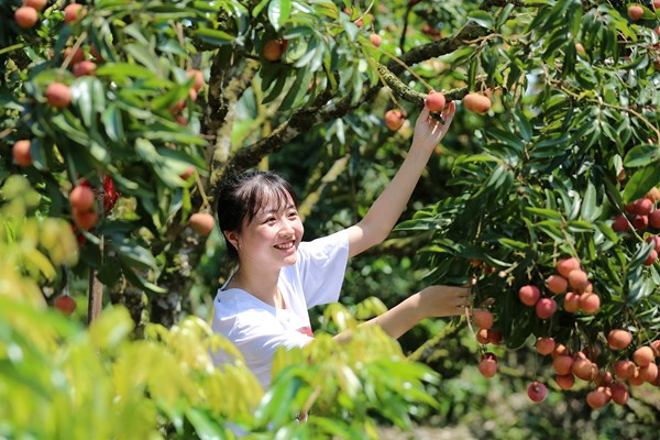 Hải Dương: Độc đáo du lịch “đi thuyền hái vải” - Anh 8