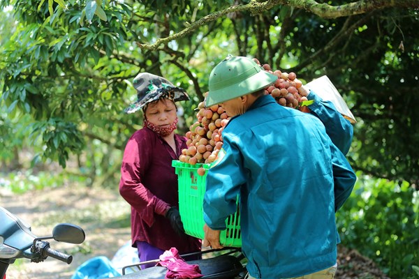 Hải Dương: Độc đáo du lịch “đi thuyền hái vải” - Anh 9