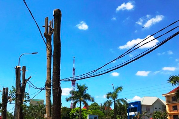 TP Vinh, Nghệ An: Hàng loạt cây xanh bị cắt bỏ lúc nắng nóng đỉnh điểm - Anh 1