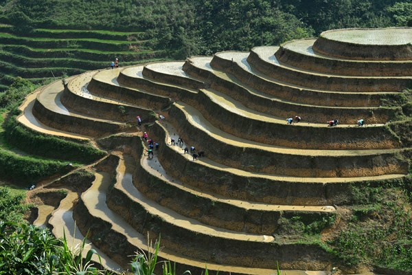 Độc đáo cây “dự báo mùa màng” của người đồng bào Bắc Hà - Anh 9