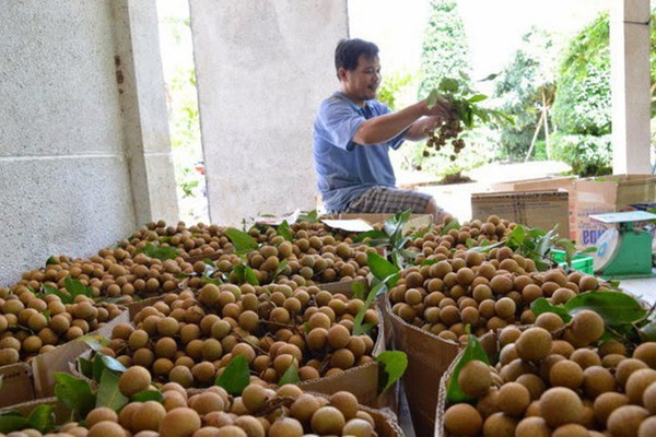 Sơn La sẽ xuất khẩu 9 triệu USD sản phẩm nhãn trong năm 2020 - Anh 1