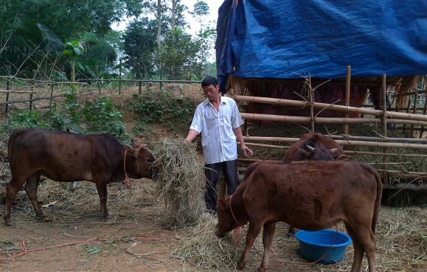 Huyện Bá Thước vươn mình thoát nghèo - Bài 1: Khi con bò là đầu cơ nghiệp - Anh 2