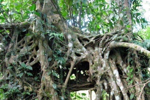 Chuyện kỳ thú về biệt thự nghỉ dưỡng trên núi Ba Vì (Bài 5): Trại hè ở Cote 800 và nơi 