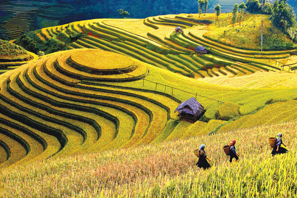 Lên Mù Cang Chải, ngắm đệ nhất ruộng bậc thang Việt Nam - Anh 2