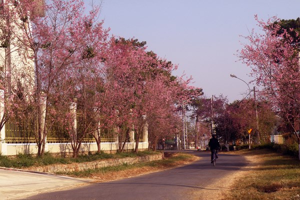 Lâm Đồng: Du lịch là ngành kinh tế động lực - Anh 2