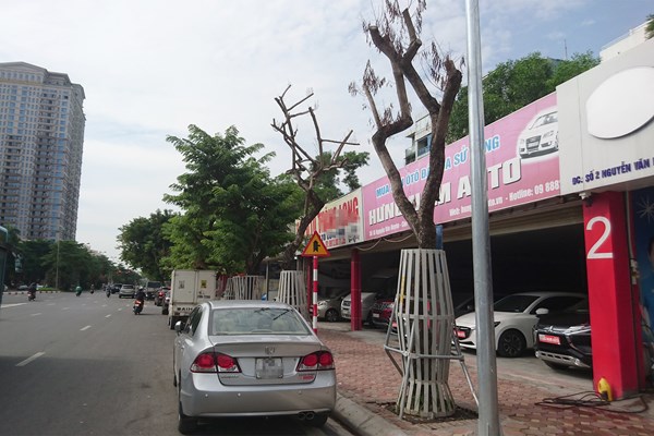 Hà Nội: Truyền dịch cứu cây 