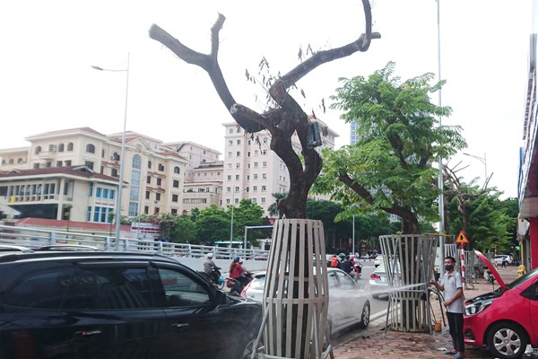Hà Nội: Truyền dịch cứu cây 