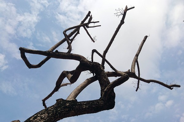 Hà Nội: Truyền dịch cứu cây 