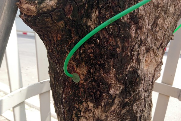 Hà Nội: Truyền dịch cứu cây 