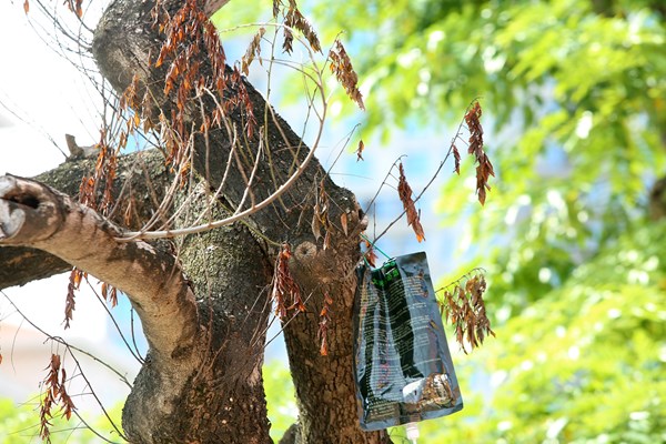 Hà Nội: Truyền dịch cứu cây 