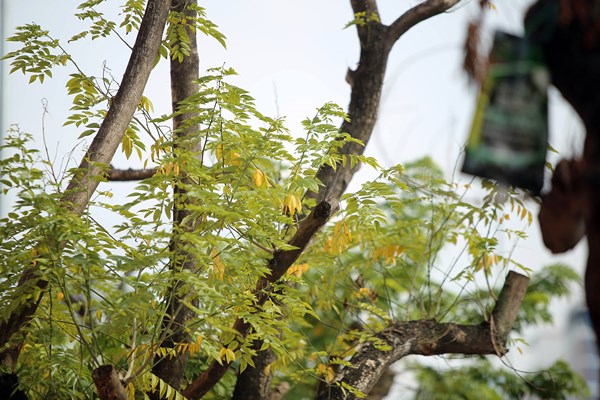 Hà Nội: Truyền dịch cứu cây 
