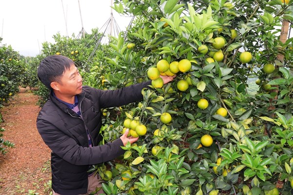 Lục Ngạn- Bắc Giang: Khách du lịch được ăn nghỉ ngay tại những vườn quả chín! - Anh 3