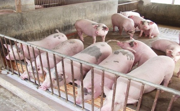 Hà Nội ngăn nguy cơ tái bùng phát dịch tả lợn châu Phi - Anh 1