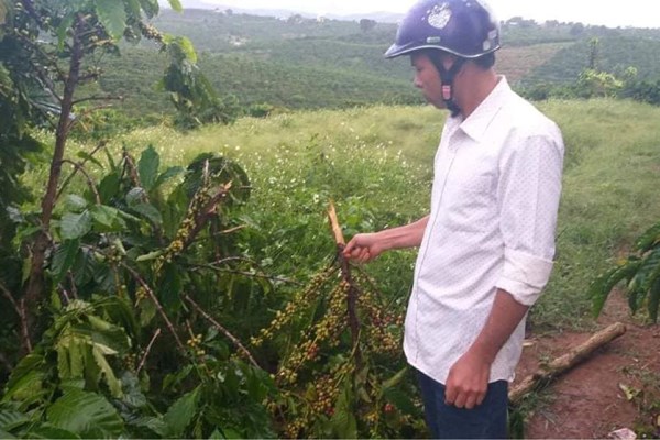 Báo động tình trạng chặt, phá cây trồng của người dân - Anh 1