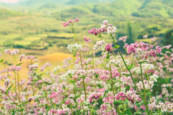 Lễ hội hoa Tam giác mạch tỉnh Hà Giang lần thứ VI: Sắc hoa cao nguyên đá - Anh 2