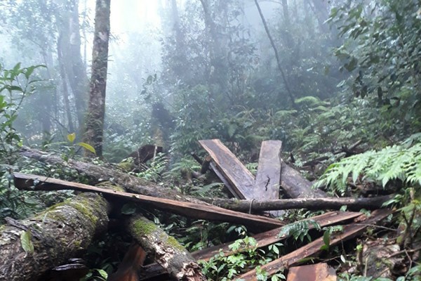 Hàng trăm khối gỗ rừng tự nhiên ở Khánh Hòa bị thảm sát - Anh 1