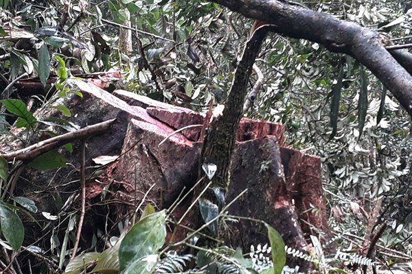 Hàng trăm khối gỗ rừng tự nhiên ở Khánh Hòa bị thảm sát - Anh 2