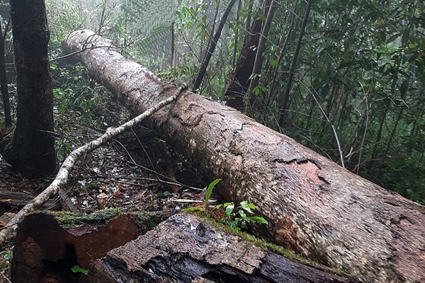 Hàng trăm khối gỗ rừng tự nhiên ở Khánh Hòa bị thảm sát - Anh 3