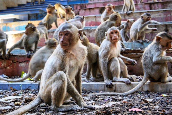 Vắng khách, động vật tại nhiều khu du lịch bị bỏ đói - Anh 1