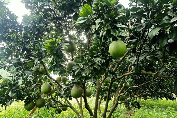 “Sức bật” của huyện miền núi Bác Ái - Anh 3