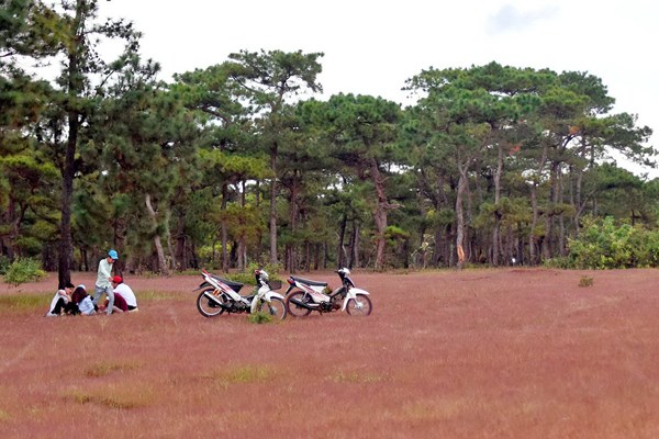 Gia Lai đề xuất chuyển đổi 174 ha đất rừng làm sân golf - Anh 1