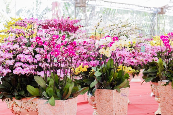 Hà Nội: Sôi động thị trường hoa Tết - Anh 2