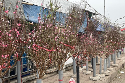 Nghiên cứu kỹ phương án truy xuất nguồn gốc cây đào - Anh 2
