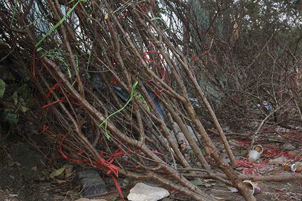 Nghiên cứu kỹ phương án truy xuất nguồn gốc cây đào - Anh 1