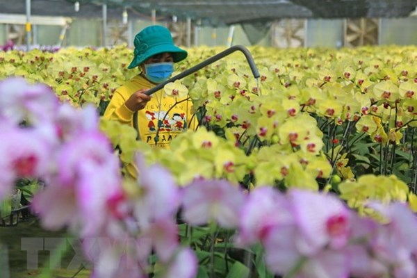 Thủ phủ hoa Lâm Đồng chuẩn bị cho đợt cao điểm vụ Tết Nguyên đán - Anh 1