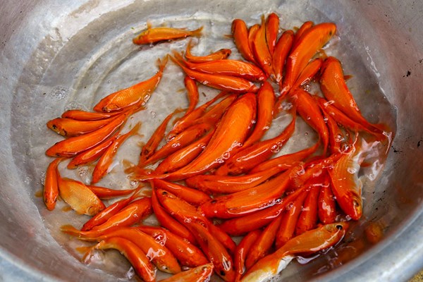Thuỷ Trầm mùa chép đỏ - Anh 5