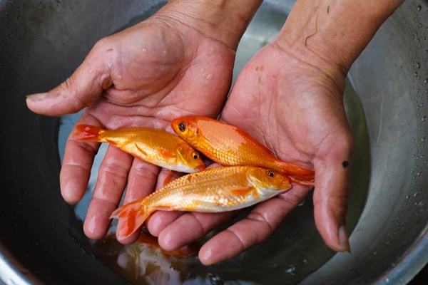 Thuỷ Trầm mùa chép đỏ - Anh 6