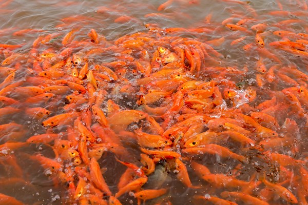 Thuỷ Trầm mùa chép đỏ - Anh 1