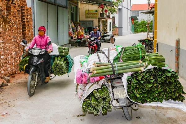 Người dân Trảng Cát hối hả thu hoạch lá dong đón Tết - Anh 4