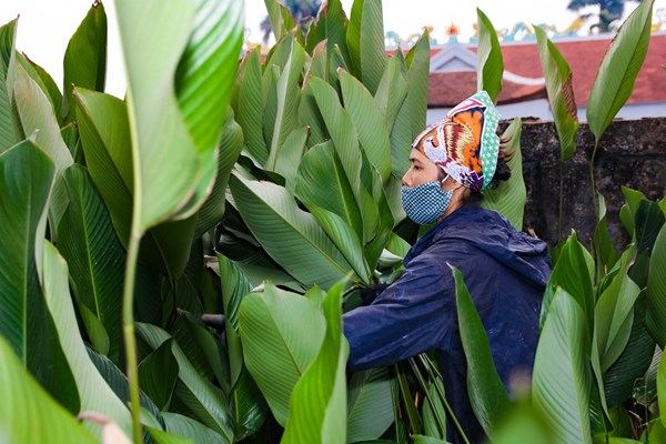 Người dân Trảng Cát hối hả thu hoạch lá dong đón Tết - Anh 2