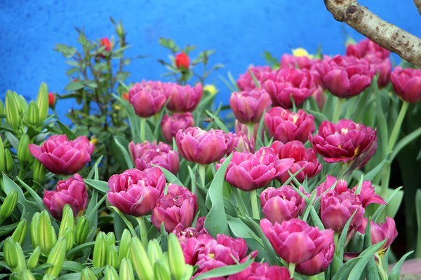Rực rỡ sắc xuân ở chợ hoa “Trên bến dưới thuyền” - Anh 9