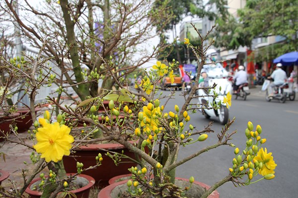 Rực rỡ sắc xuân ở chợ hoa “Trên bến dưới thuyền” - Anh 6