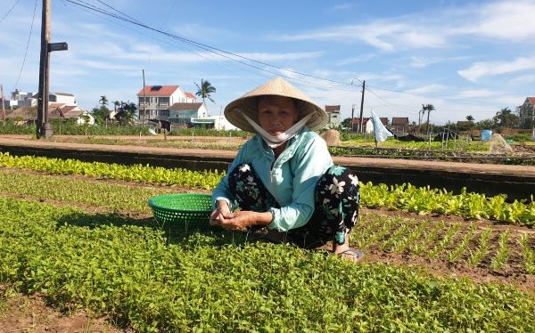 Làng rau sạch Trà Quế tất bật thu hoạch vụ Tết - Anh 1