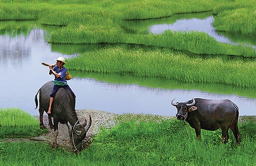 Lễ tiến Xuân ngưu của người Việt xưa - Anh 1